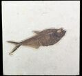 Excellent, Diplomystus Fish Fossil - Wyoming #62664-1